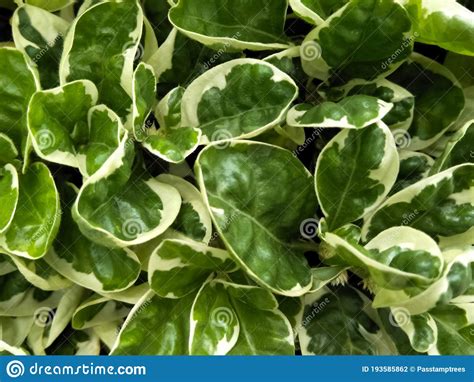 Beautiful Leaves Of Ground Cover Plants Stock Photo Image Of