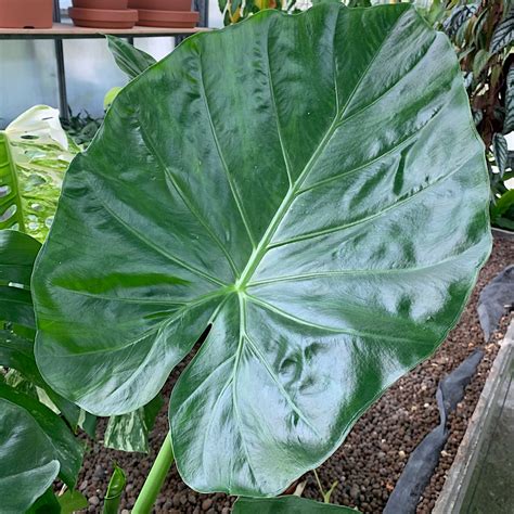 Alocasia Macrorrhiza Vivaio Noaro