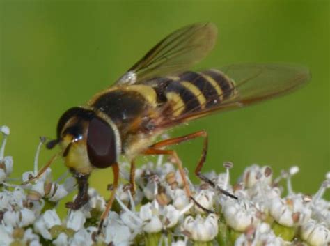 Parasyrphus Parasyrphus Tarsatus Bugguidenet