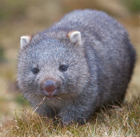 Juvenile Wombat Australian Animals Wombat Cute Wombat