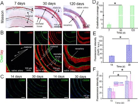 A Tissue Regeneration And Collagen Deposition By Masson Trichrome