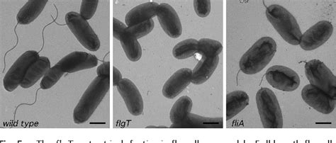 Figure 1 From A Defined Transposon Mutant Library And Its Use In