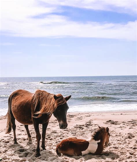 9 Things To Know Before Visiting Assateague Island National Seashore Artofit