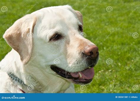 Labrador Dog Portrait Stock Image Image Of Adorable 30261381