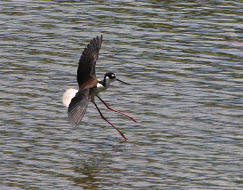 Black Necked Stilt Charles D Peters M P R Flickr