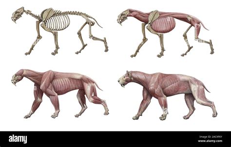 Smilodon Populator Skeleton