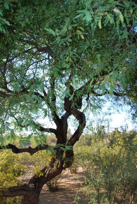 Mesquite Tree in Desert Garden