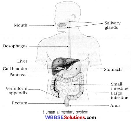 Wbbse Class Life Science Solutions Chapter Nutrition Wbbse