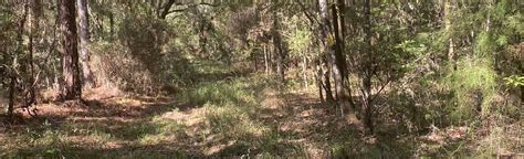 Annutteliga Hammock Trailhead Loop Florida AllTrails