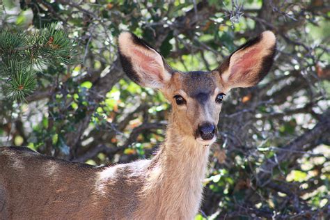 Mule Deer Spike Photograph By Gerri Duke