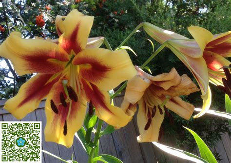 Lilium orientalis | Oriental Lily - PlantShare