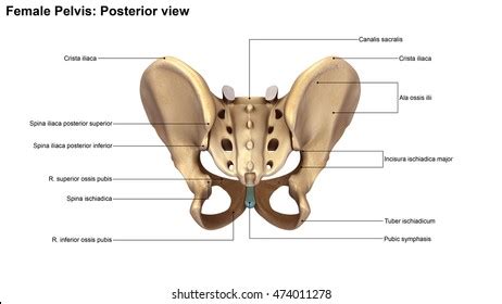 Pelvic Hip Posterior View D Illustration Shutterstock