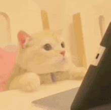 Panic Cat Meme