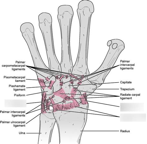 Palmar Wrist Ligament Diagram Quizlet