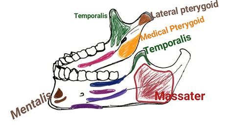 Mandible And Its Muscles Attachment And Related Structures Anatomy