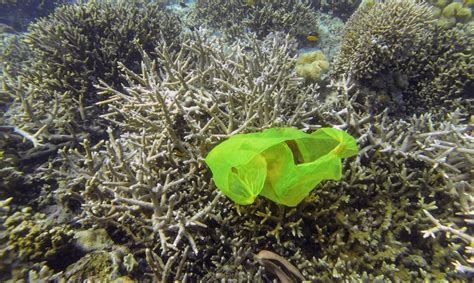 Billion Pieces Of Plastic Trash Are Sickening The World S Coral