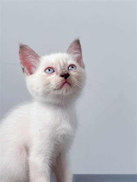 Scottish Fold Siamese Mix: Pictures, Info, Temperament & Traits - Catster