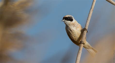 Rémiz penduline Remiz pendulinus Eurasian Penduline Tit Flickr