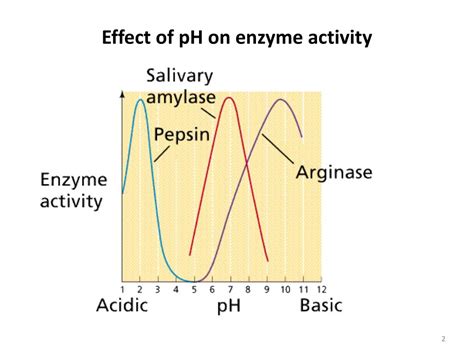 Ppt Lecture Measuring Enzyme Activity Powerpoint Presentation