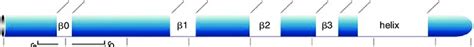 Schematic representation of CCL2 structure. Note that all the domains... | Download Scientific ...