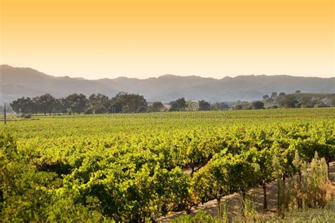 Napa Valley Vineyards Spring Sunset Stock Photo Image Of Outdoor