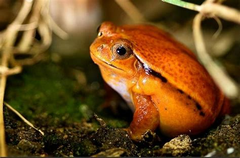 Dyscophus Guineti Mihajas