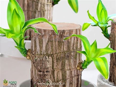 Brazilian Lucky Wood Plant For Sale In India Online Plant Nursery