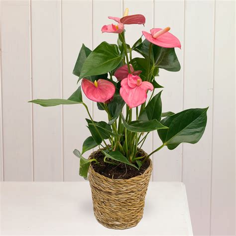 Flamingo Flower Anthurium Plant Care Guide