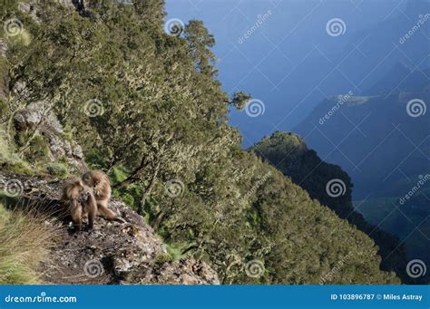 Group of Gelada Monkeys in the Simien Mountains, Ethiopia Stock Image ...