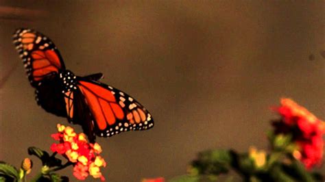 Slow Motion Butterfly In Flight Youtube