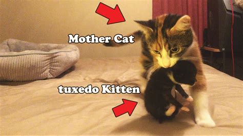 Mother Cat Carries Newborn Kitten In Her Mouth L Crazycatish Youtube