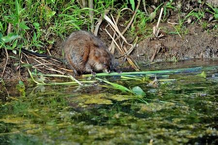 Muskrats Habitat, Diet & Facts | What is a Muskrat? | Study.com