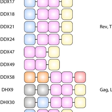 Dexd H Box Helicases And Their Reported Human Immunodeficiency Virus