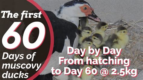 Muscovy Duck Growth Stages Watch Muscovies Growing Up Daily For