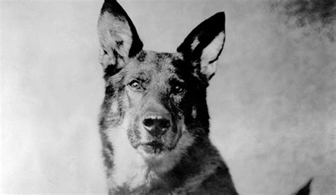 Rin Tin Tin: Celebrating Hollywood’s first four-legged superstar - GoldDerby