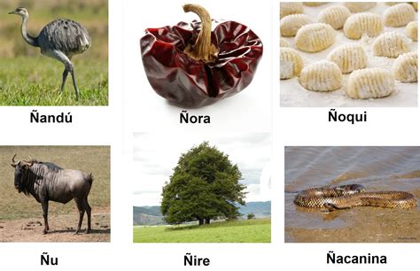 Nombres De Animales Que Empiezan Con La Letra N Descubre Su