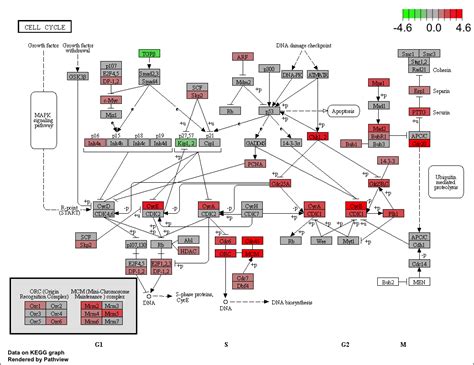 Chapter 7 Kegg Enrichment Analysis Biomedical Knowledge Mining Using