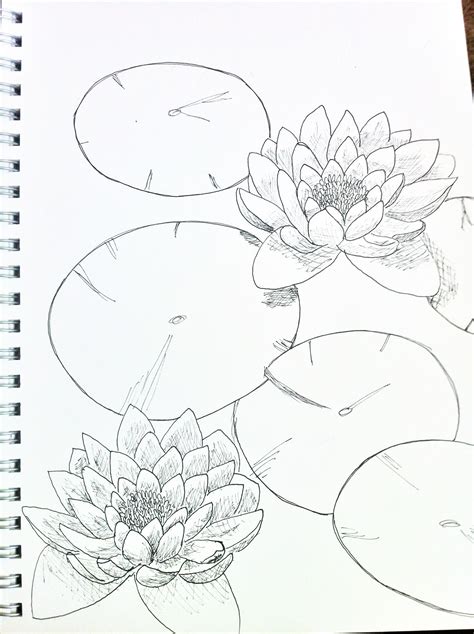 Lily pad sketch | Lily pad drawing, Flower drawing, Flower drawing ...