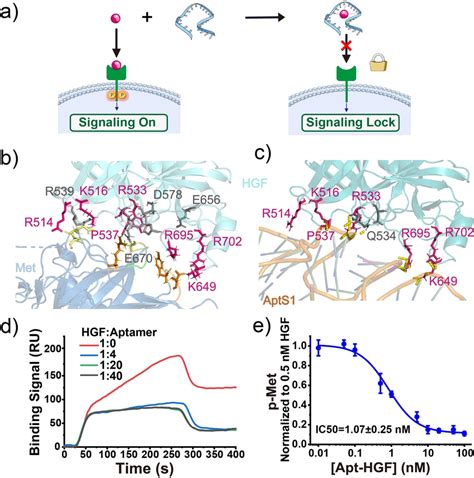 A Schematic Illustration Of Aptamer Module To Lock Ligand‐receptor Download Scientific Diagram