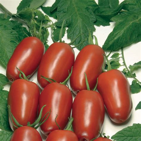 Unwins Organic Tomato Agro F1 Seeds Vegetables Unwins Uk