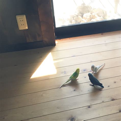 机オカメインコインコと暮らす家小鳥さん鳥と暮らすなどのインテリア実例 2019 03 04 194846