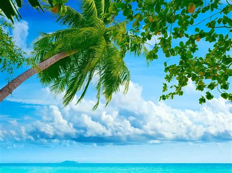 Island Tree Leaves Palm Clouds Sky Sea HD Wallpaper Peakpx