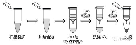 凡知Paxgene RNA提取试剂盒为什么这么牛敢和国际名牌对标battle 企业官网