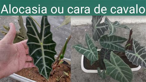 DICAS PARA A PLANTA ALOCASIA OU CARA DE CAVALO YouTube