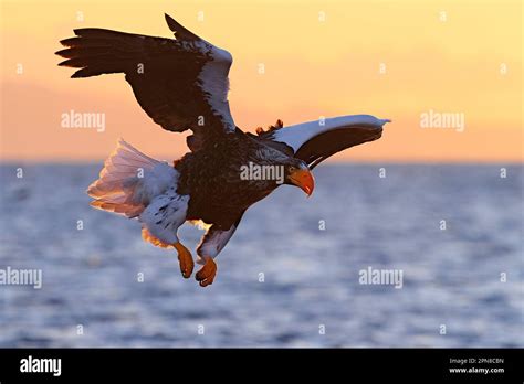 Stellers Sea Eagle Haliaeetus Pelagicus In Flight With Its Wings