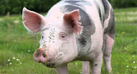 Piétrain Pigs Characteristics Meat Pros Cons Facts and More