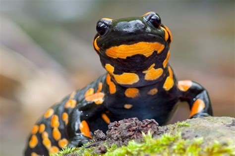 Can Salamanders Be Pets AMPHIPEDIA