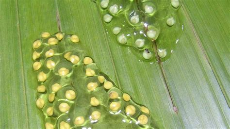 How Long Does It Take For Frog Eggs To Hatch Different Species