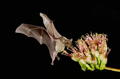 Protecting The Coolest Types Of Bats In North America Discover Magazine