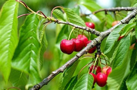 Cherry Varieties And Descriptions Lyonshall Nurseries And Garden Centre